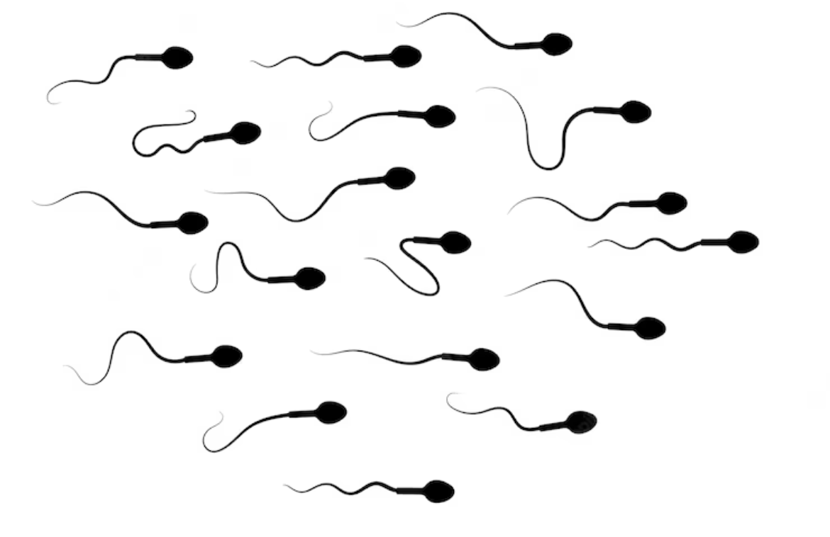 Teratozoo spermia Lifestyle Changes and Fertility Tips