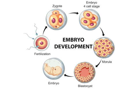 The four stages of embryonic development