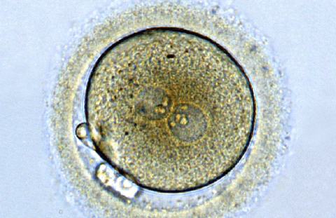 Exploring the stages of Zygote development