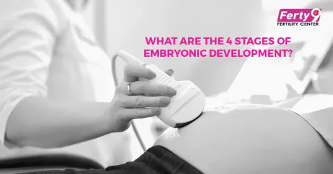 What are the 4 stages of embryonic development?