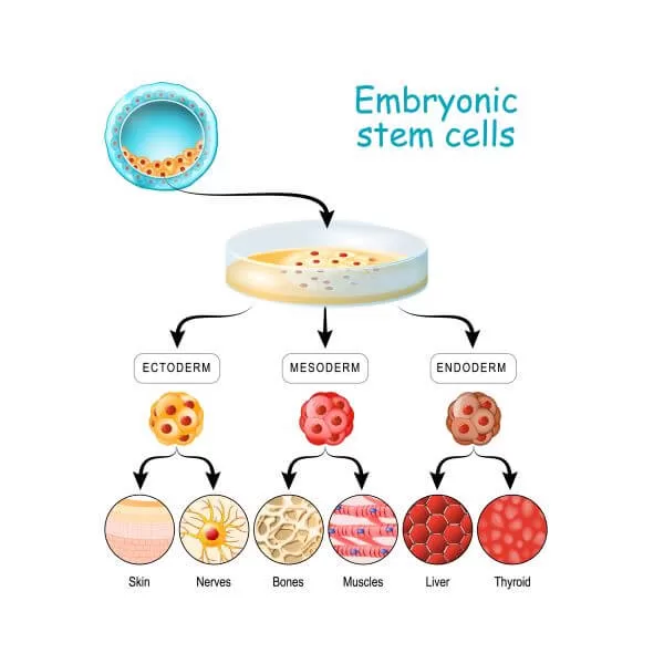 Role of Stem Cells in Embryology and Regenerative Medicine
