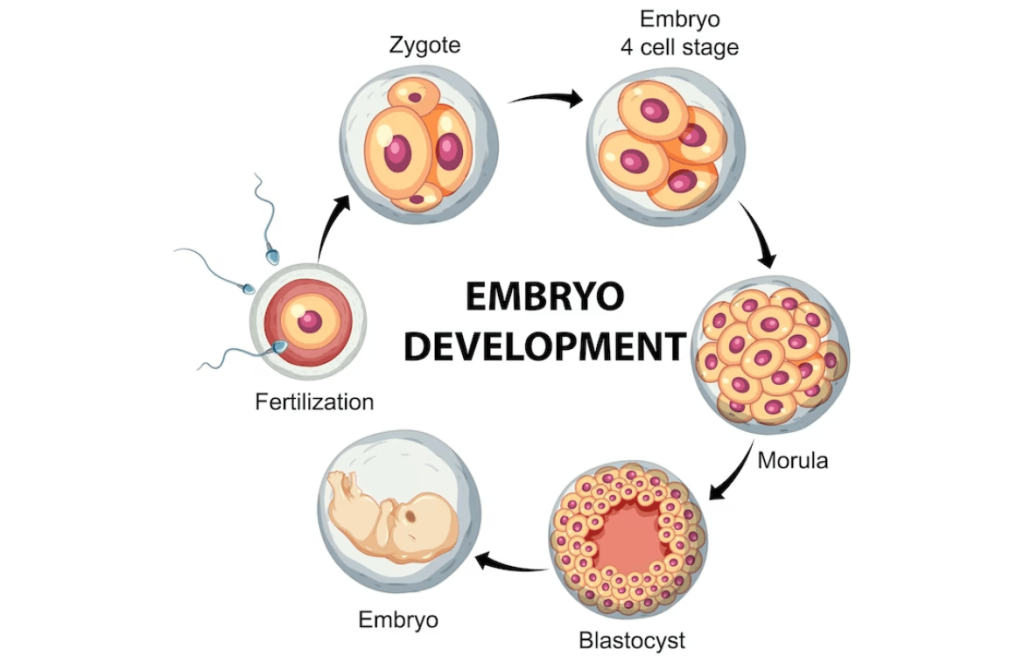 The Four Stages of Embryonic Development
